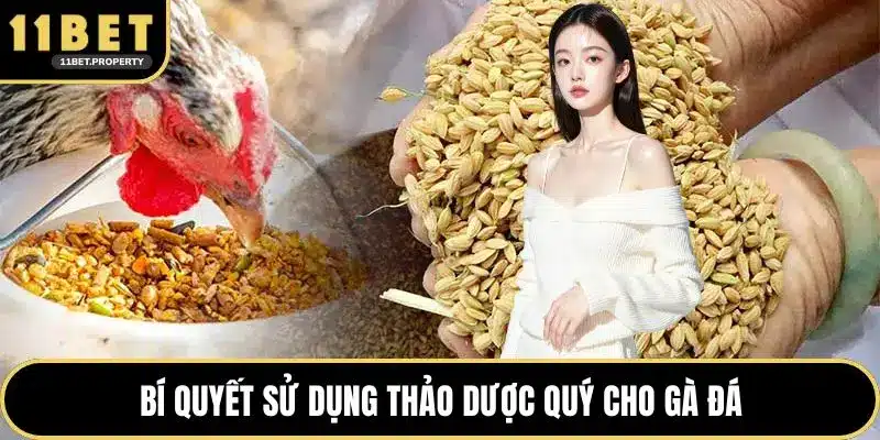 Bí quyết sử dụng thảo dược quý cho gà đá