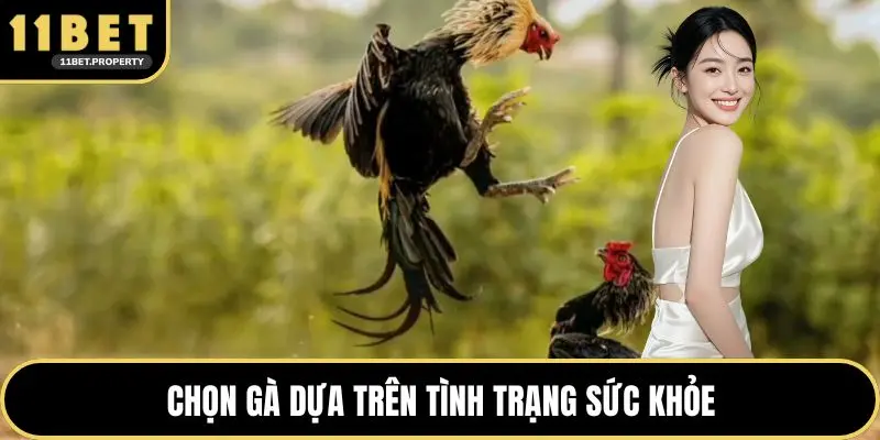 Chọn gà dựa trên tình trạng sức khỏe