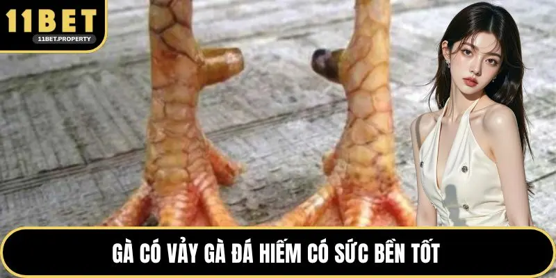 Gà có vảy gà đá hiếm có sức bền tốt