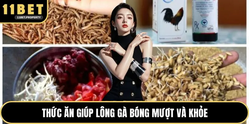 Thức ăn giúp lông gà bóng mượt và khỏe