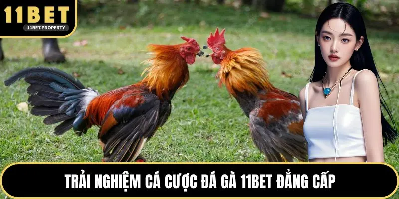 Trải nghiệm cá cược đá gà 11BET đẳng cấp